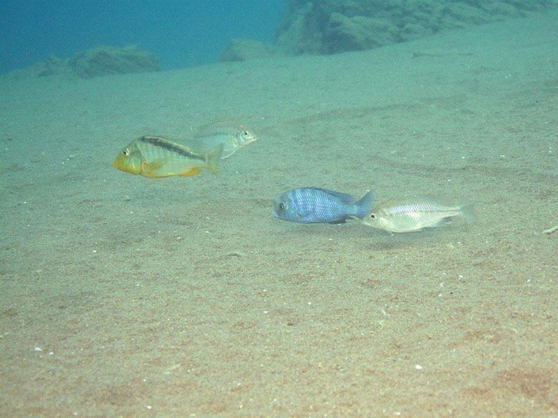 Cyrtocara moorii 'Malopa'